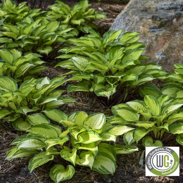 Hosta x Island Breeze 1Q