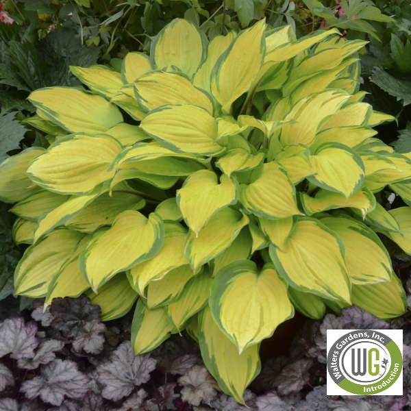 Hosta x Island Breeze 1Q