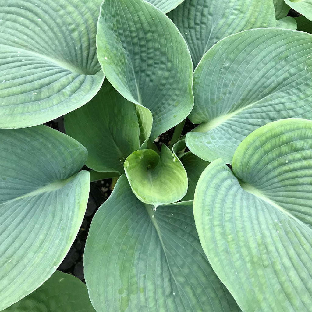 Hosta sieboldiana var. elegans 1G
