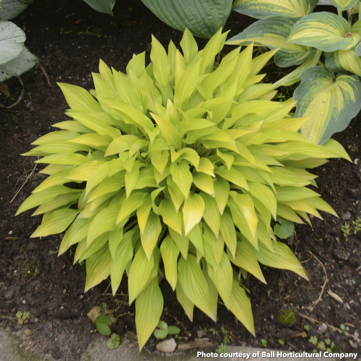 Hosta Munchkin Fire 1Q