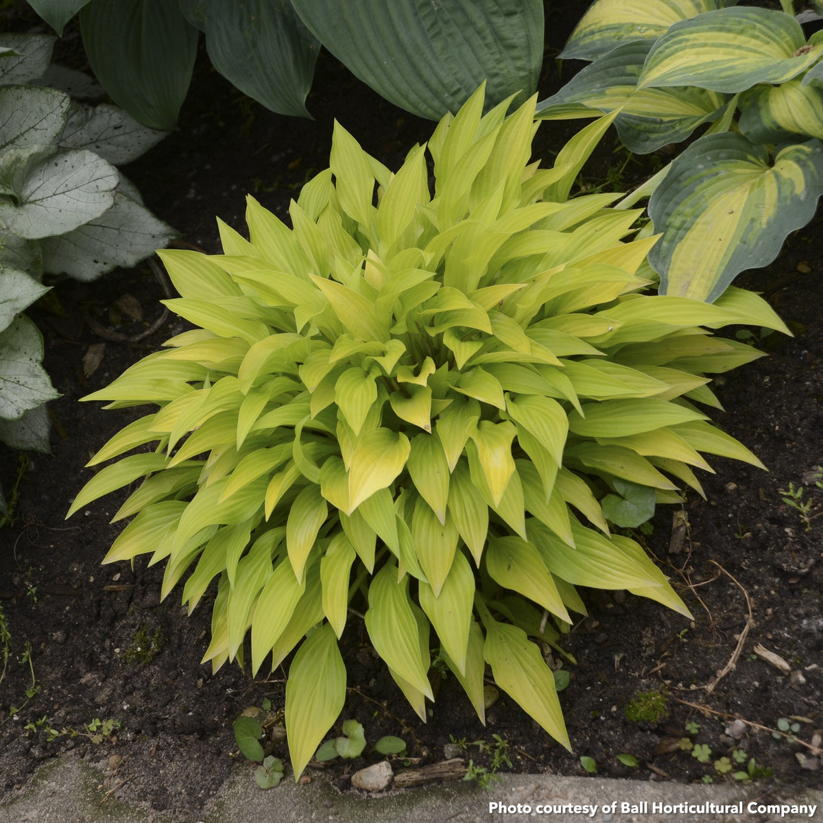 Hosta Munchkin Fire 1Q