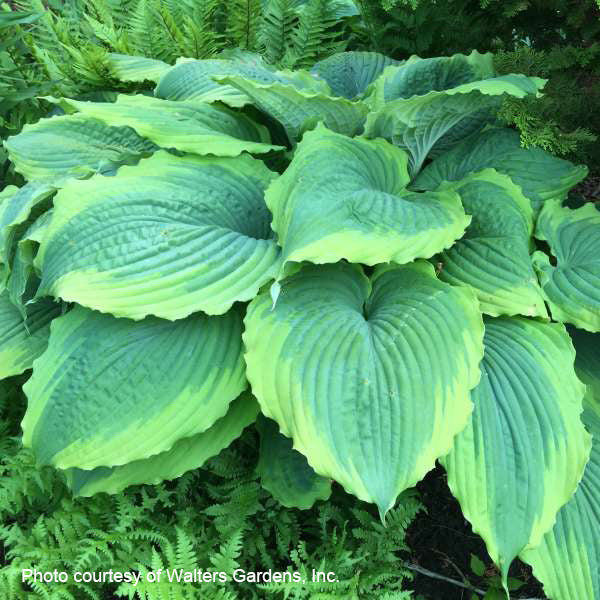 Hosta x Spartacus 1G