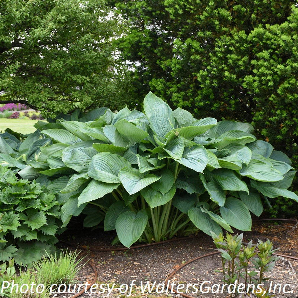 Hosta x Shadowland Empress Wu 1G
