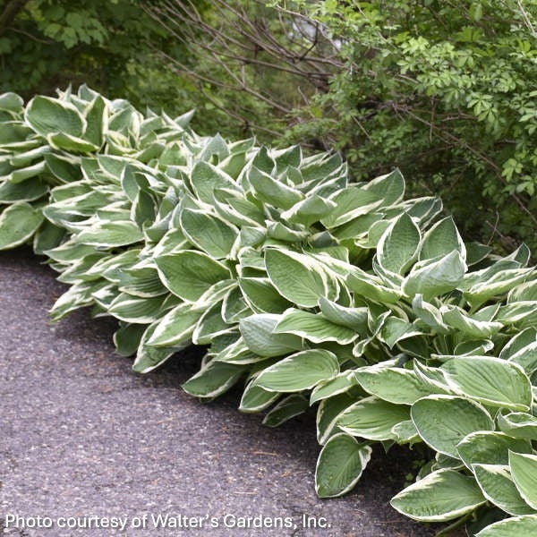 Hosta x Francee 1G