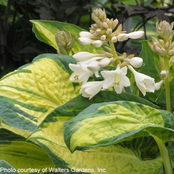 Hosta x Great Expectations 1G
