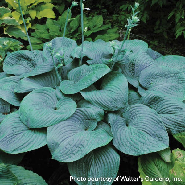 Hosta x Humpback Whale 1G