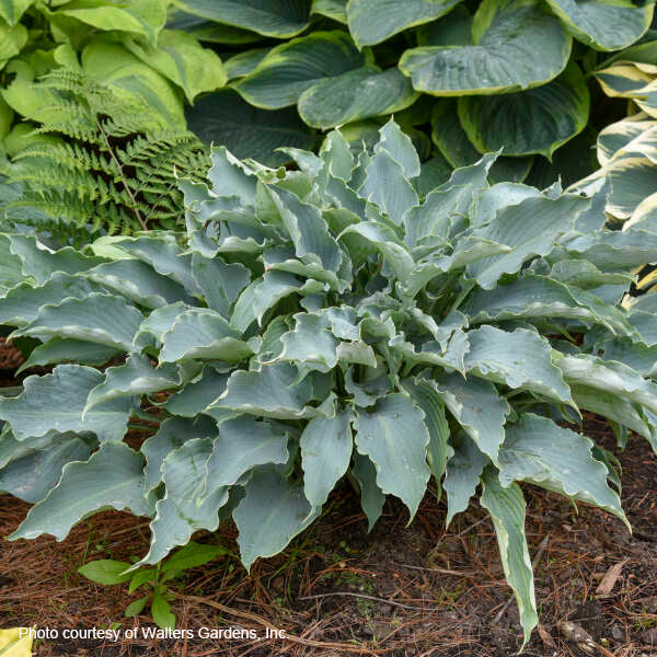 Hosta x Tears in Heaven 1Q