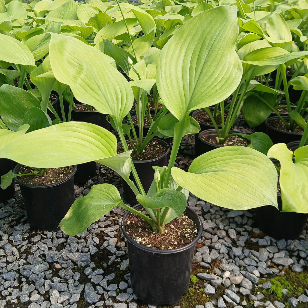 Hosta x Guacamole 1G