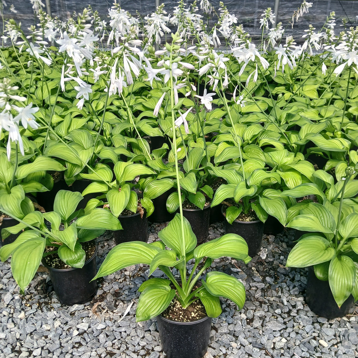 Hosta x Guacamole 1G