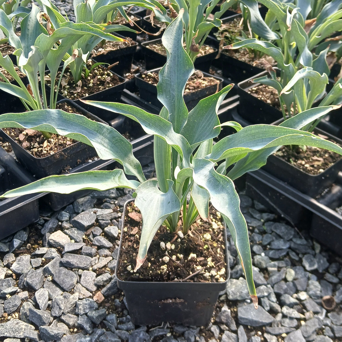 Hosta x Tears in Heaven 1Q