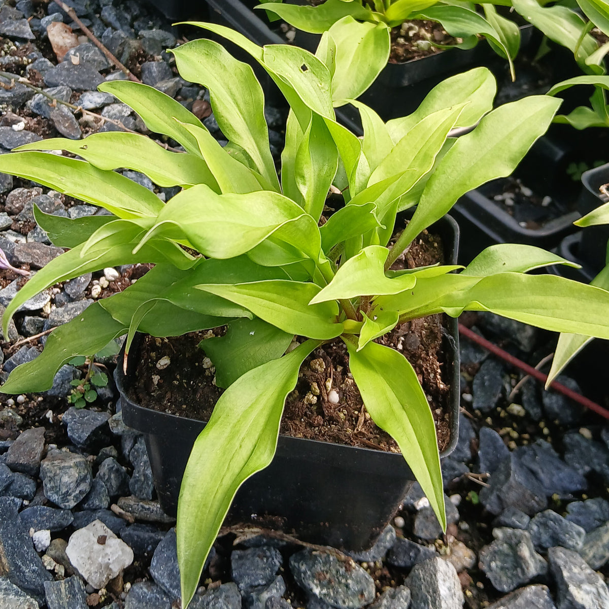 Hosta x Time in a Bottle 1Q