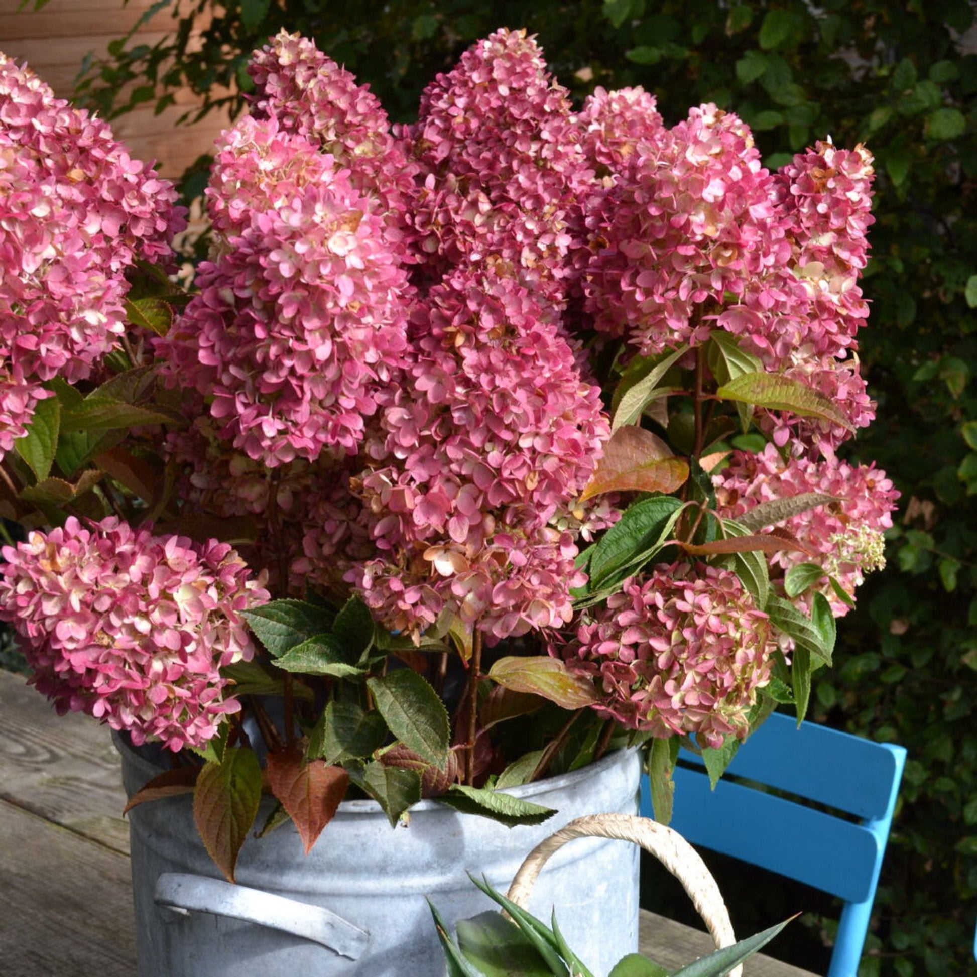 Dragon Baby™ Hardy Hydrangea