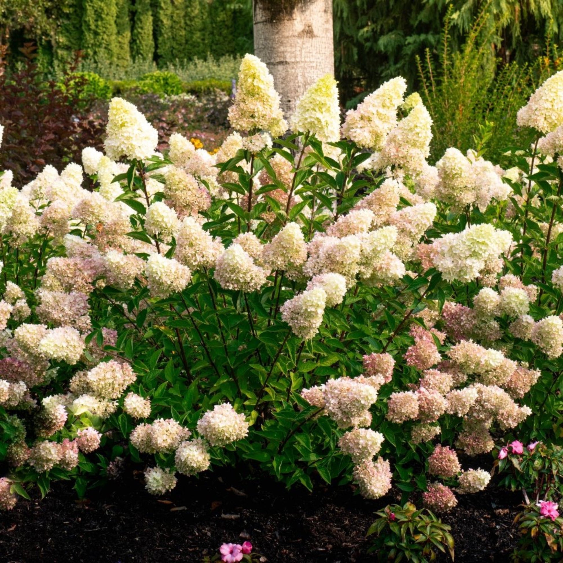 Dragon Baby™ Hardy Hydrangea