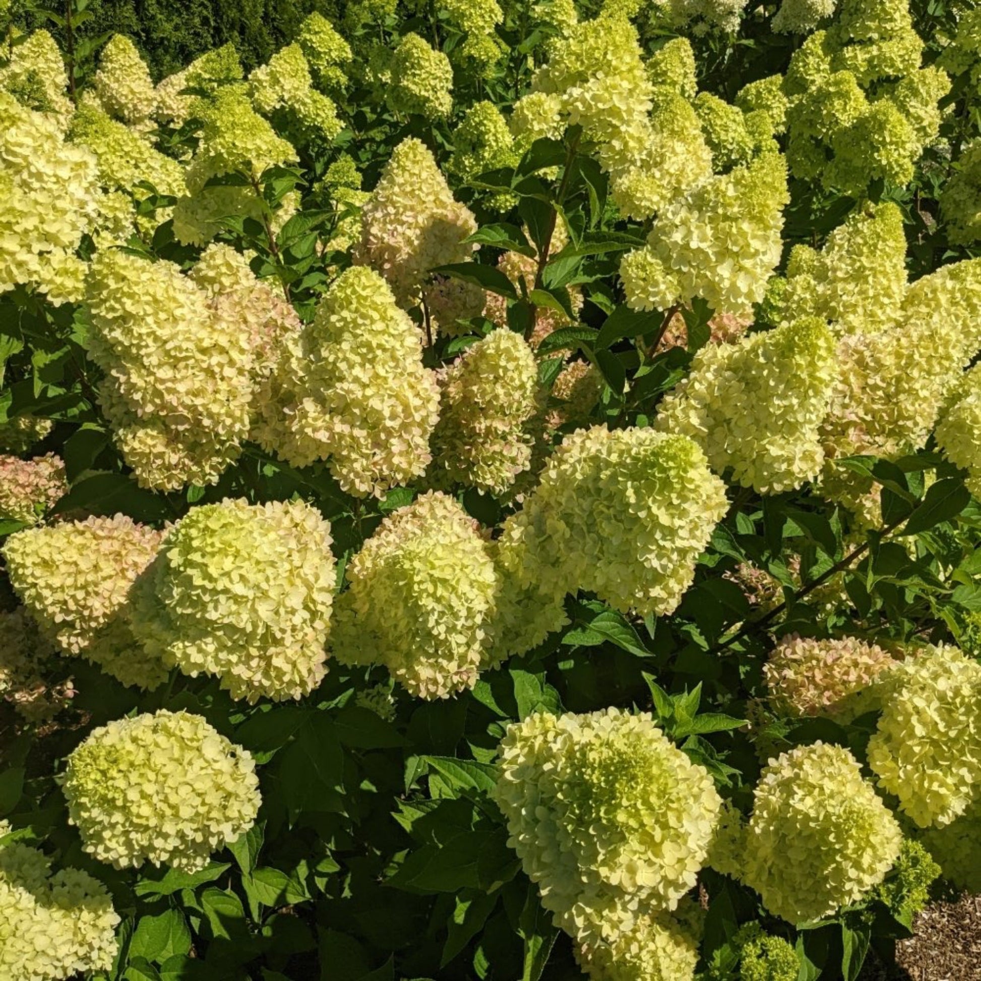 Dragon Baby™ Hardy Hydrangea