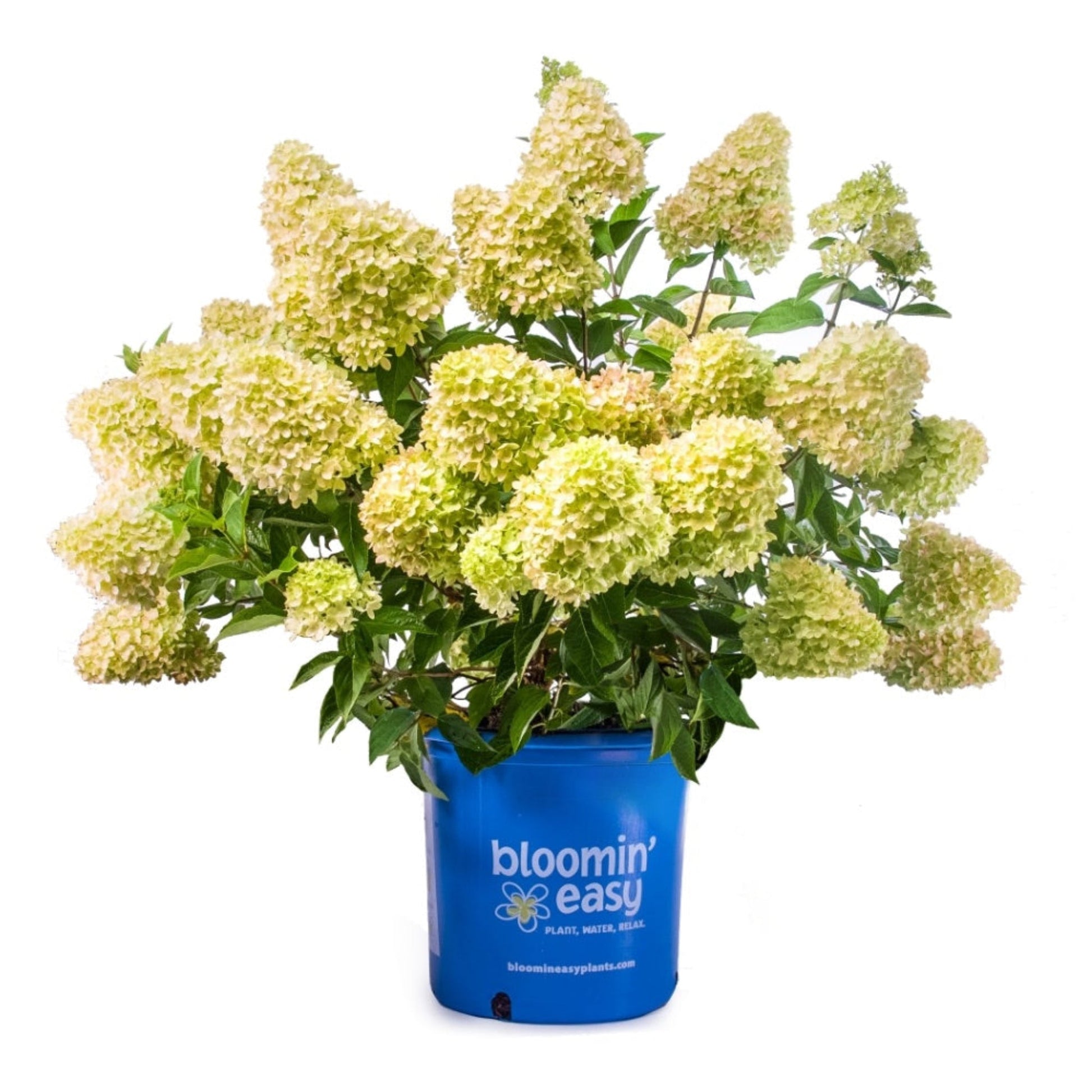Dragon Baby™ Hardy Hydrangea