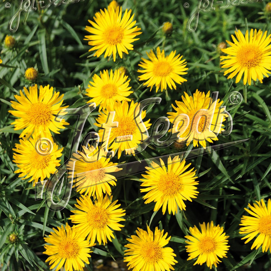 Inula ensifolia Compacta 1Q