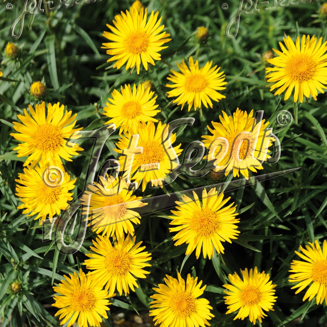 Inula ensifolia Compacta 1Q