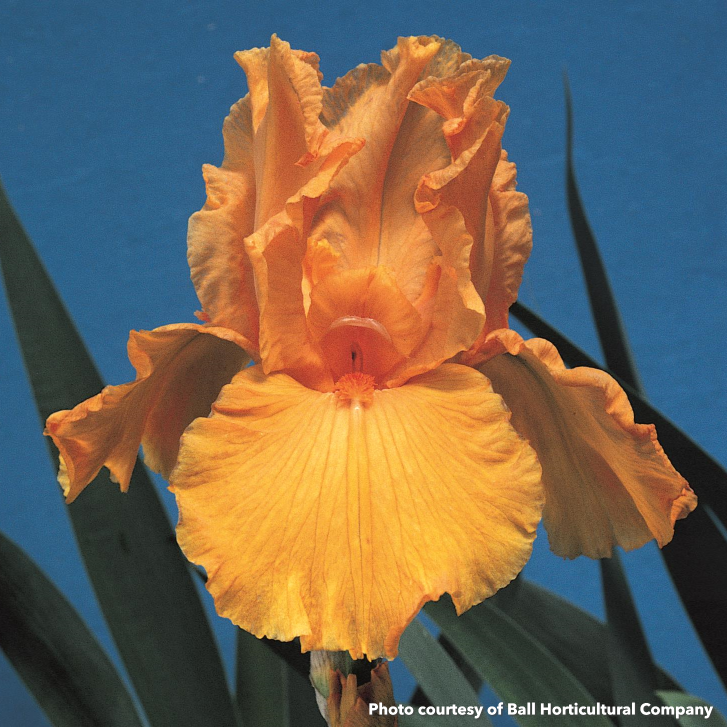 Iris germanica Firebreather 3.25"