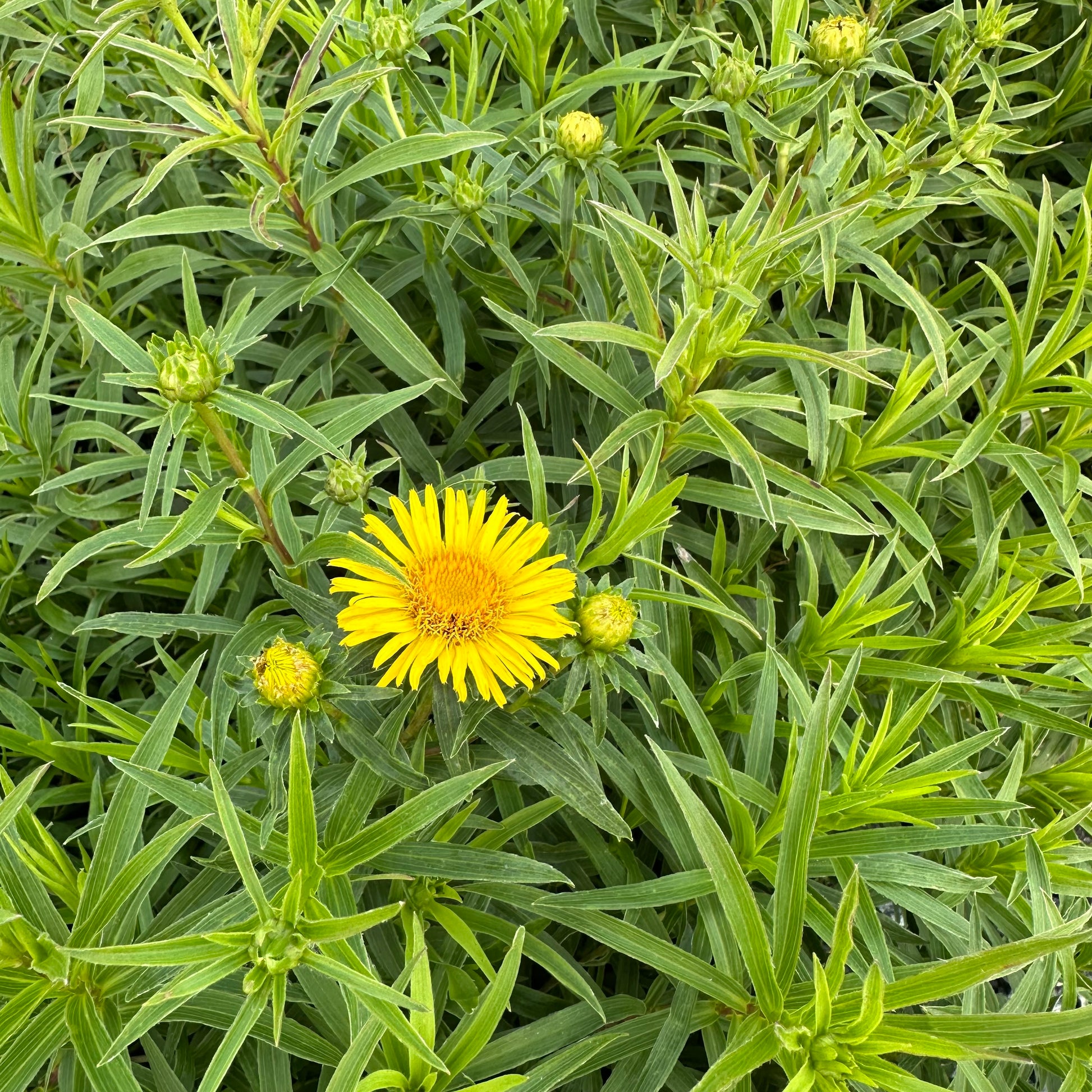 Inula ensifolia Compacta 1Q