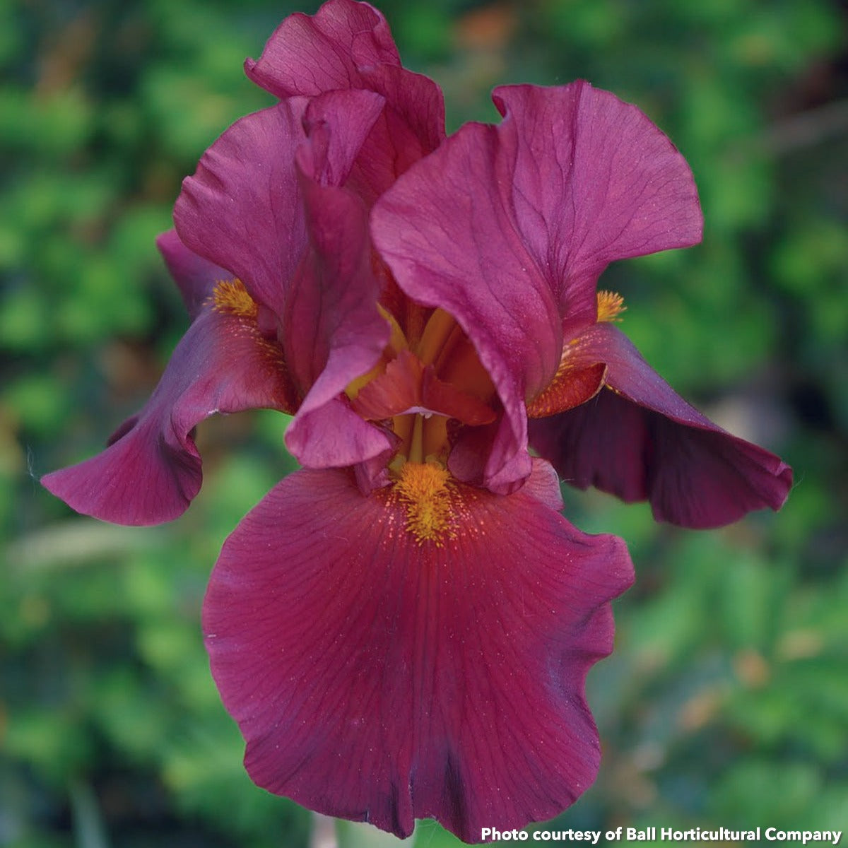 Iris germanica War Chief 1G