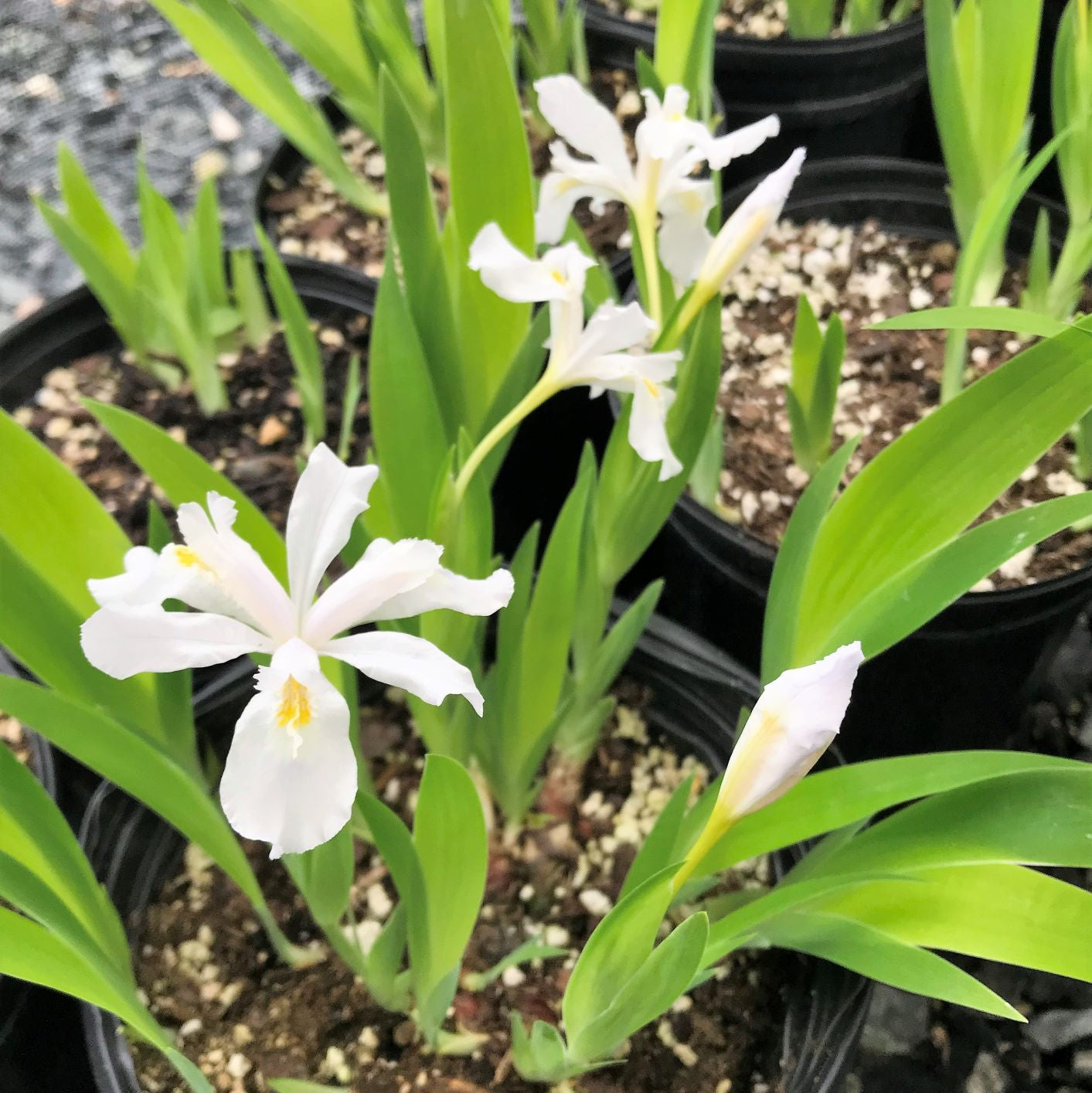 Iris cristata Alba 1Q