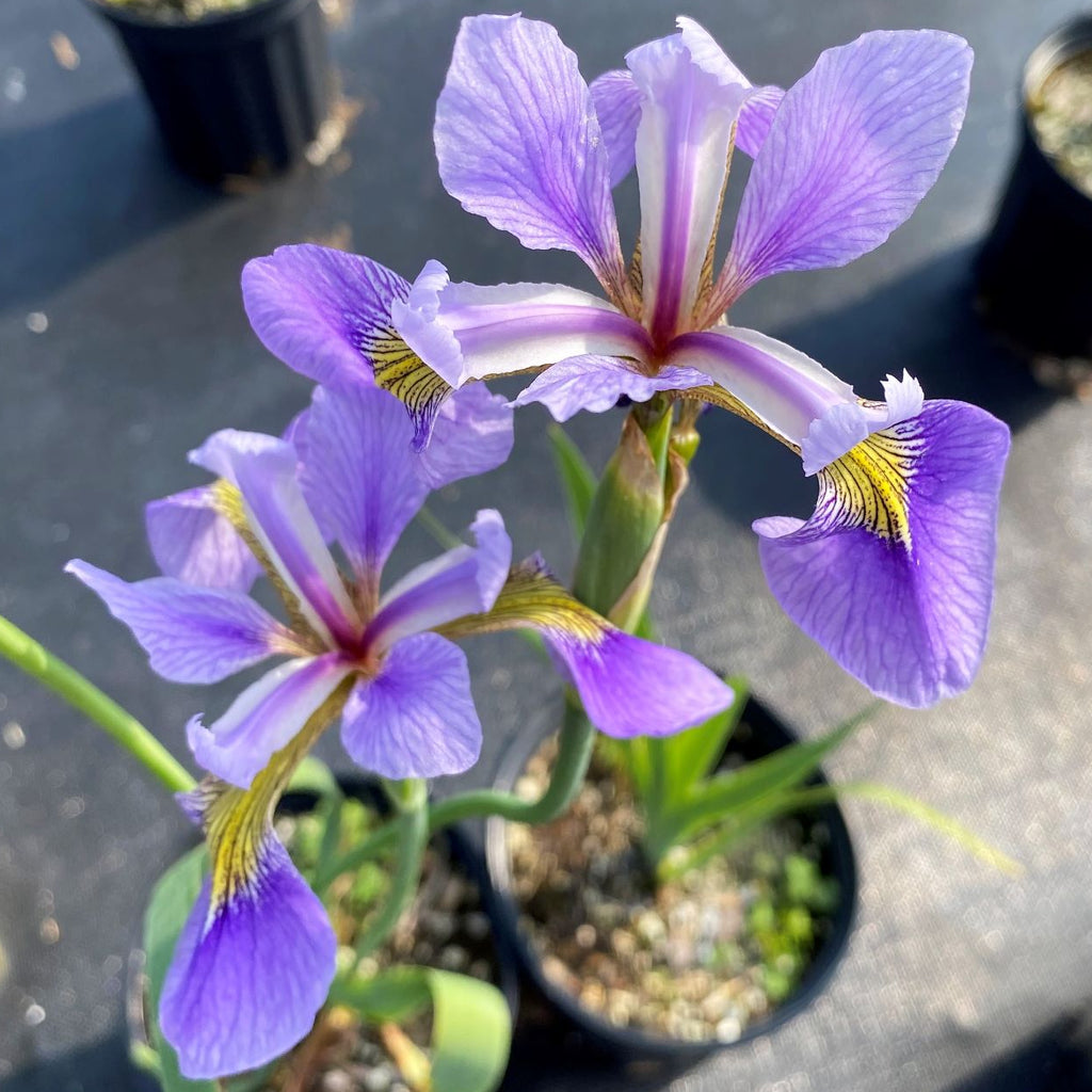 Iris versicolor DP50