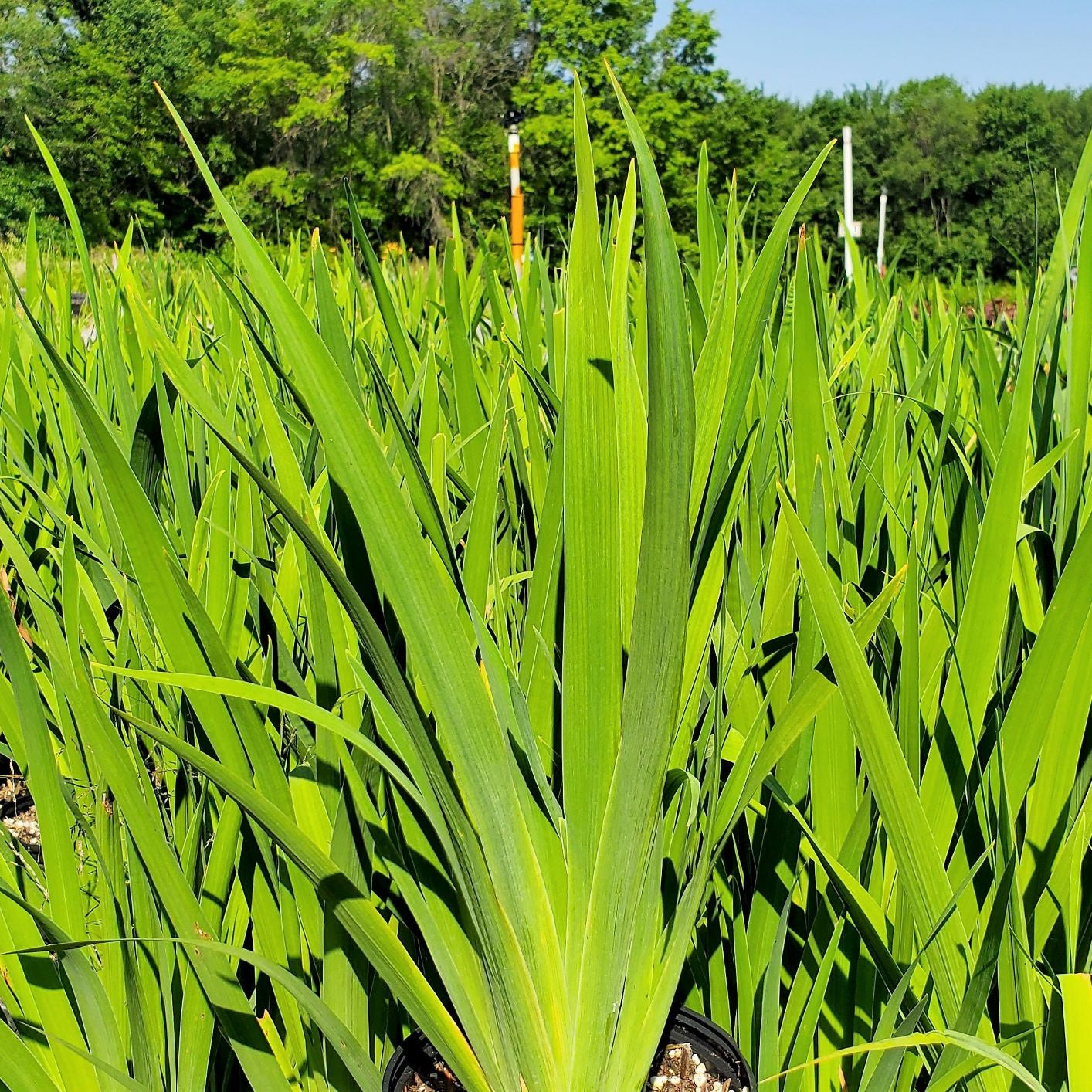 Iris versicolor DP50