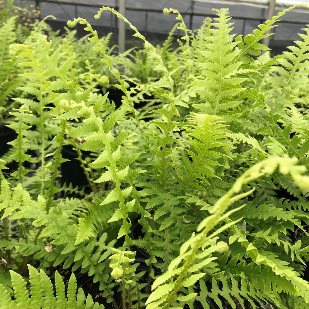 Japanese Beech Fern 1Q