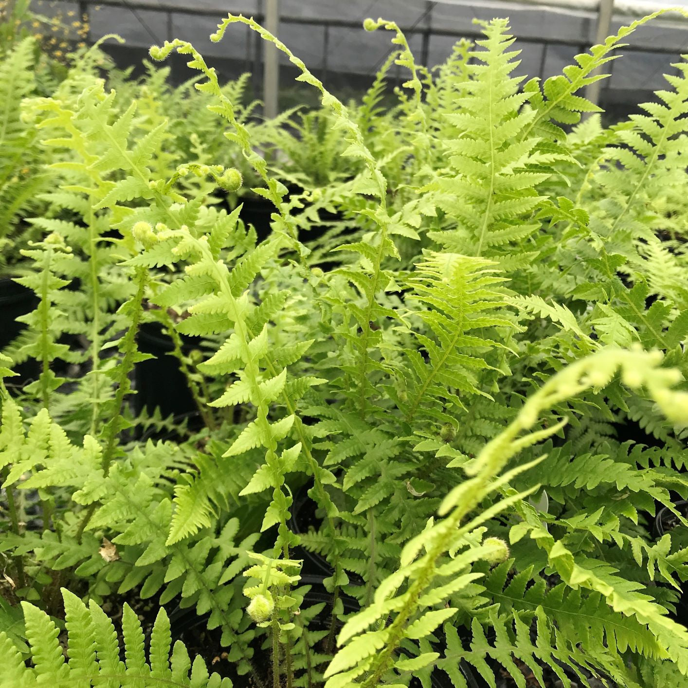 Japanese Beech Fern 1Q