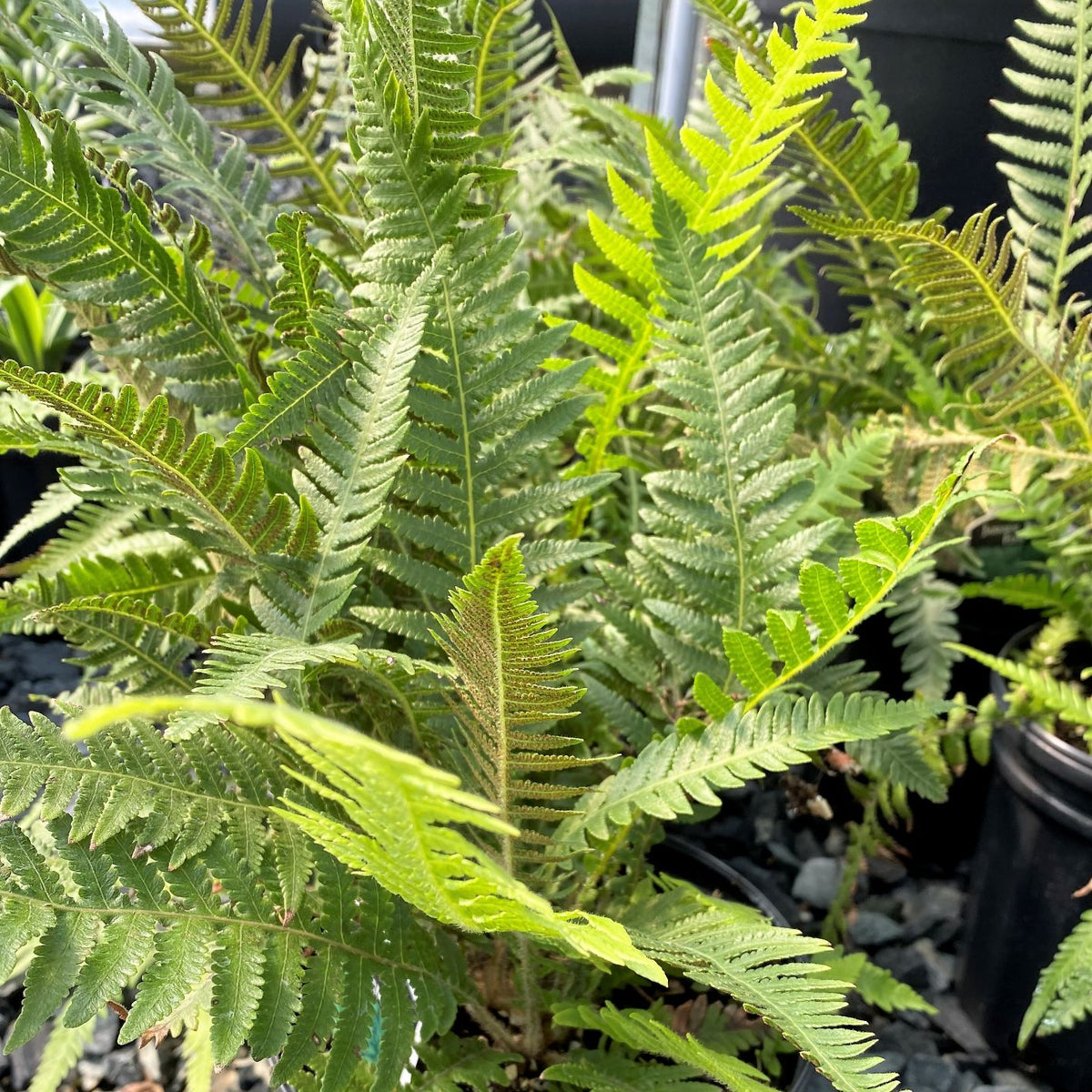 Japanese Beech Fern 1Q