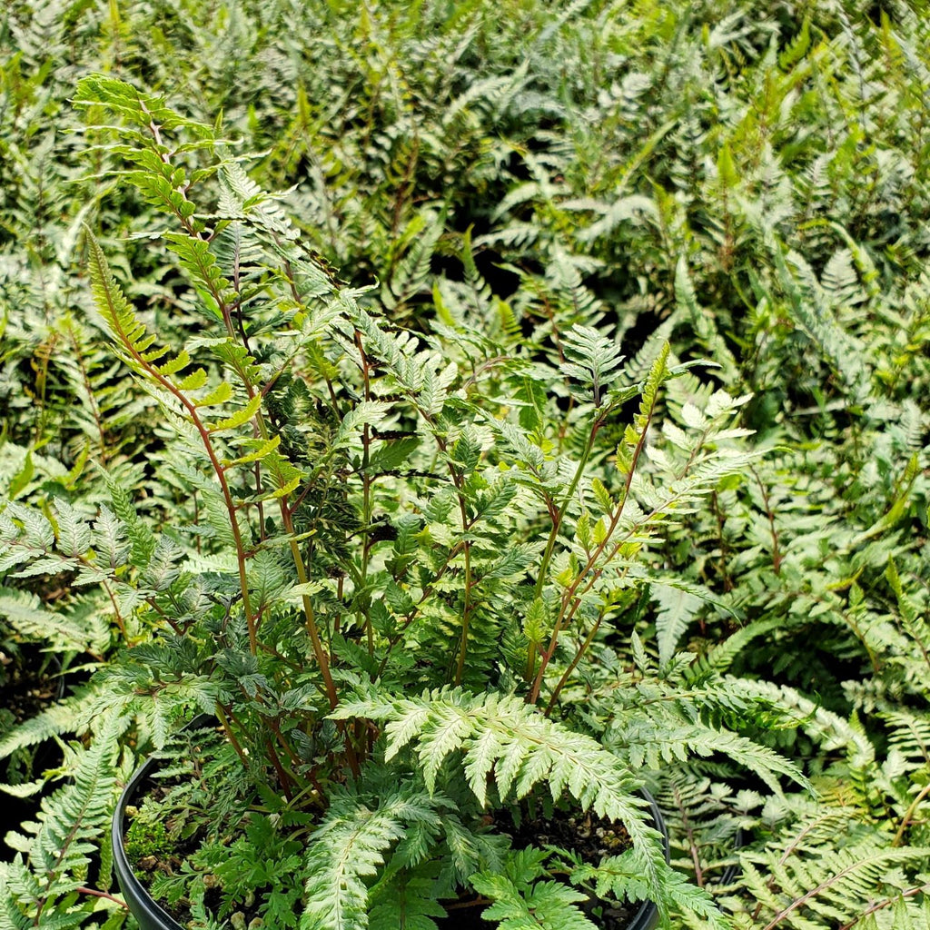 Japanese Painted Fern 1Q