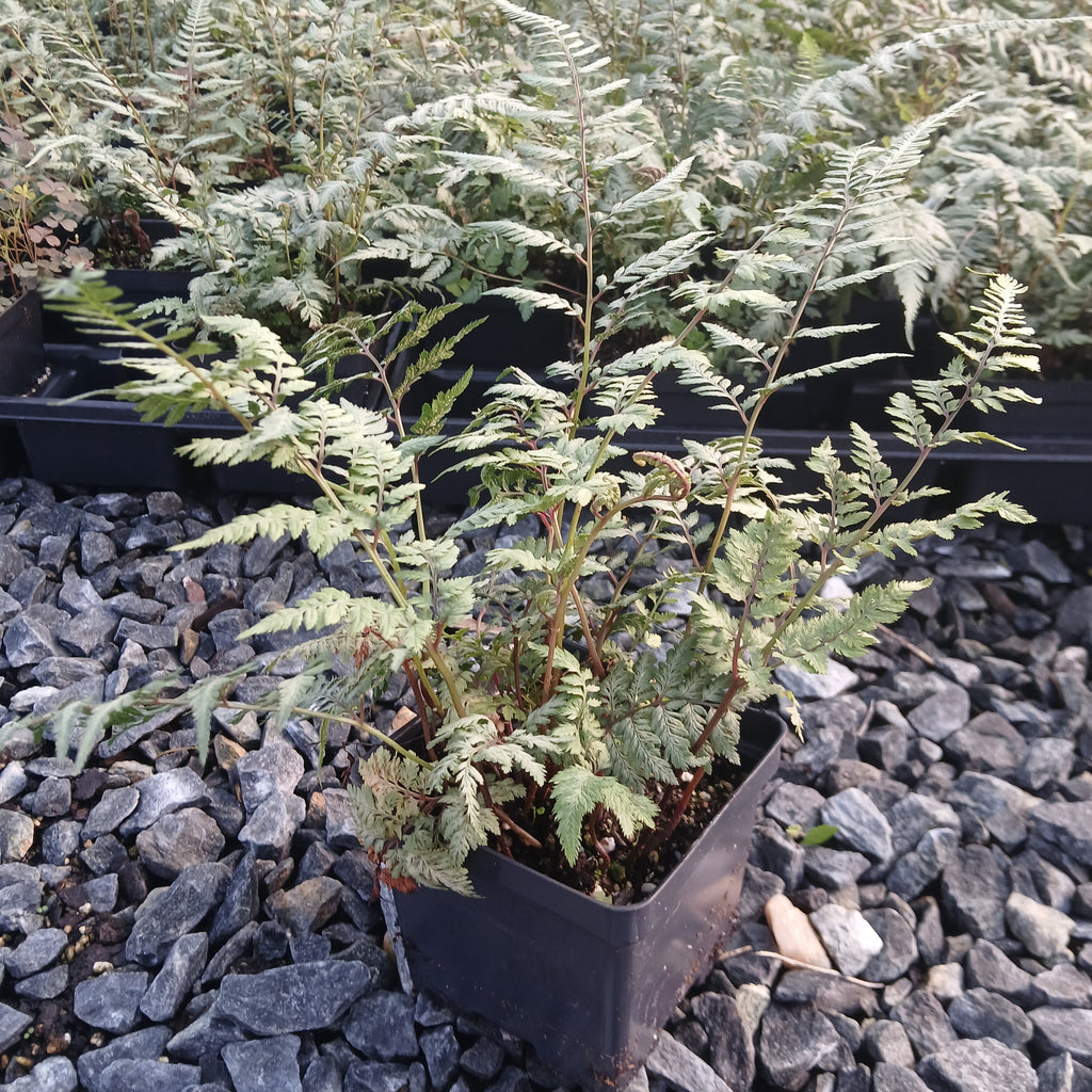Japanese Painted Fern 1Q