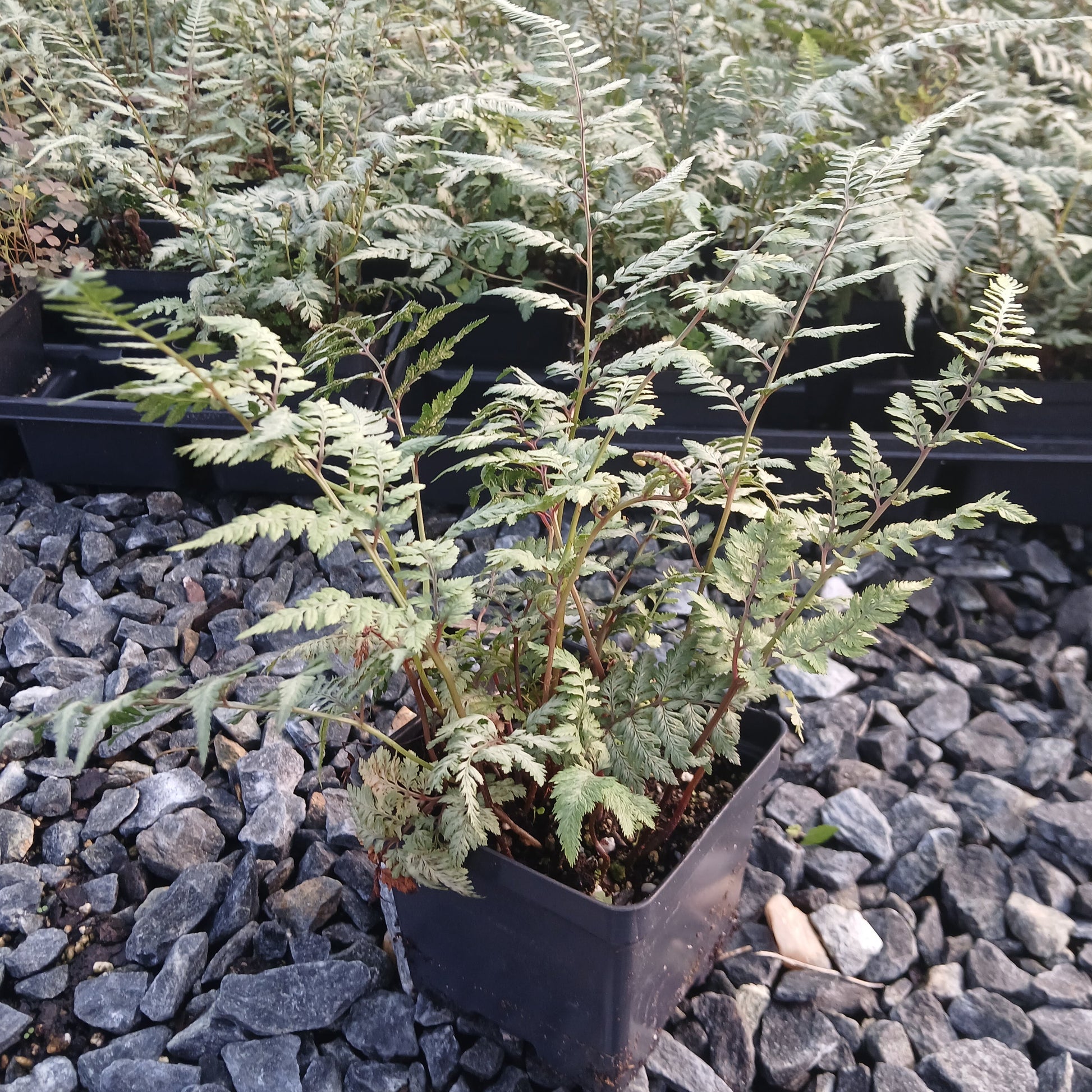 Japanese Painted Fern 1Q