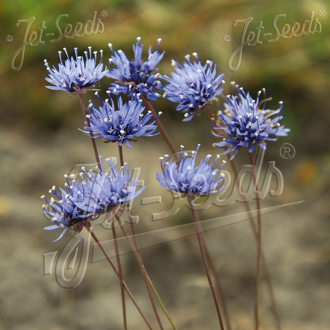 Jasione montana 3.25"
