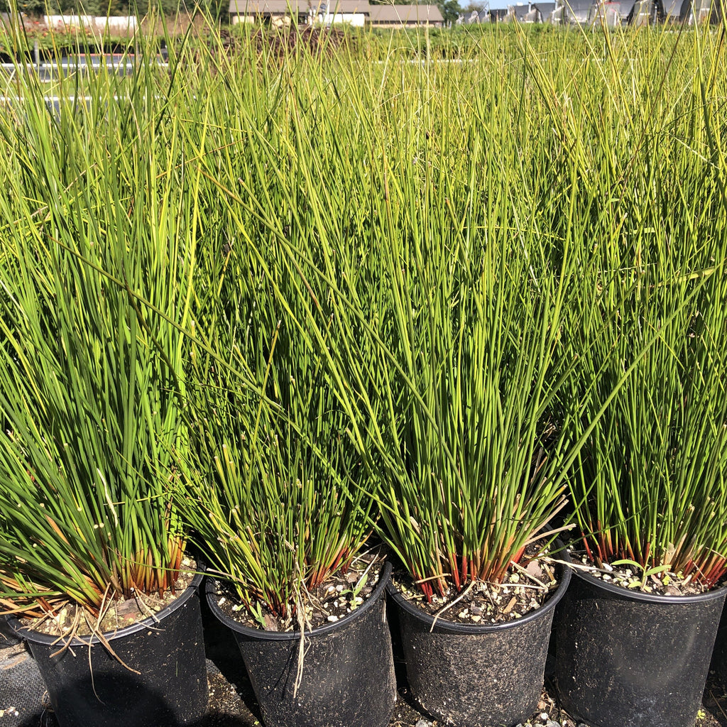 Juncus effusus 1G
