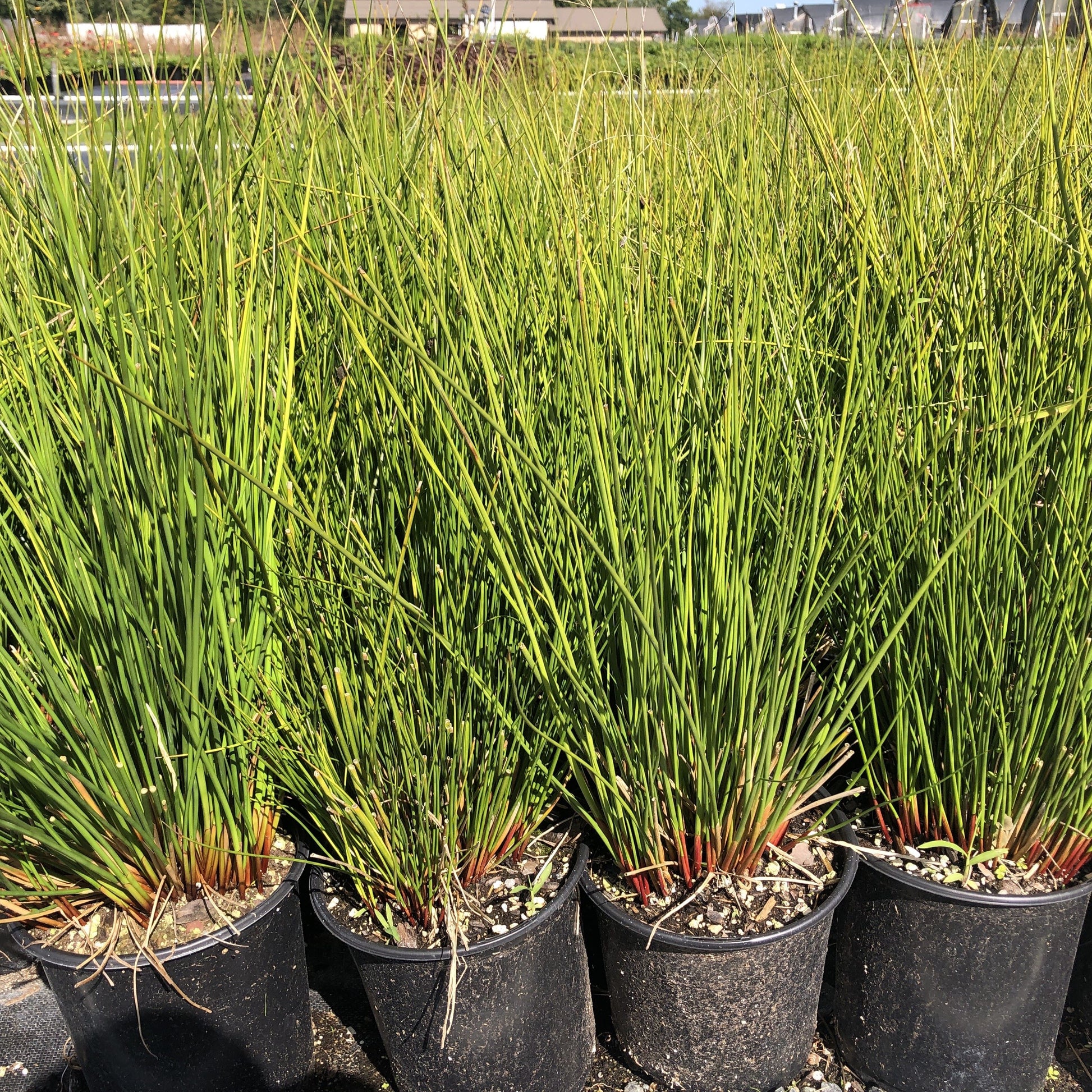 Juncus effusus 1G