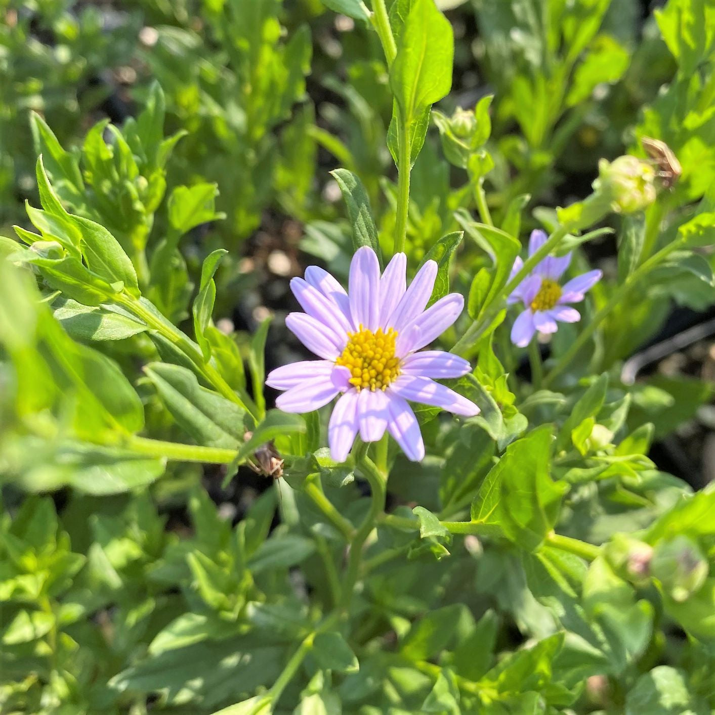 Kalimeris incisa Blue Star DP50