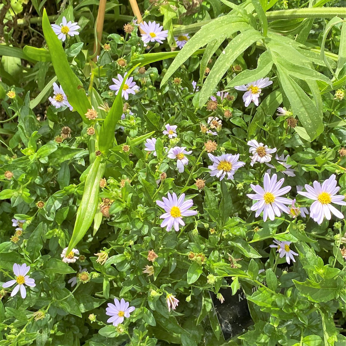 Kalimeris incisa Blue Star DP50