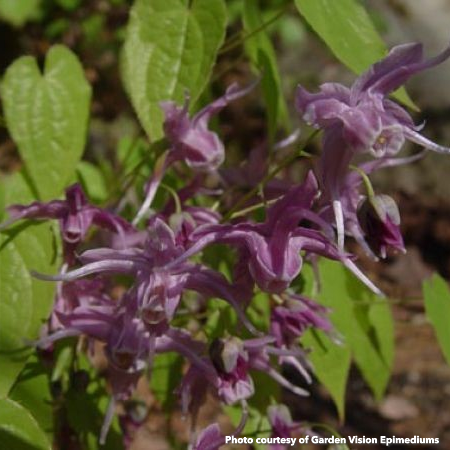 Epimedium grandiflorum Koji 1G