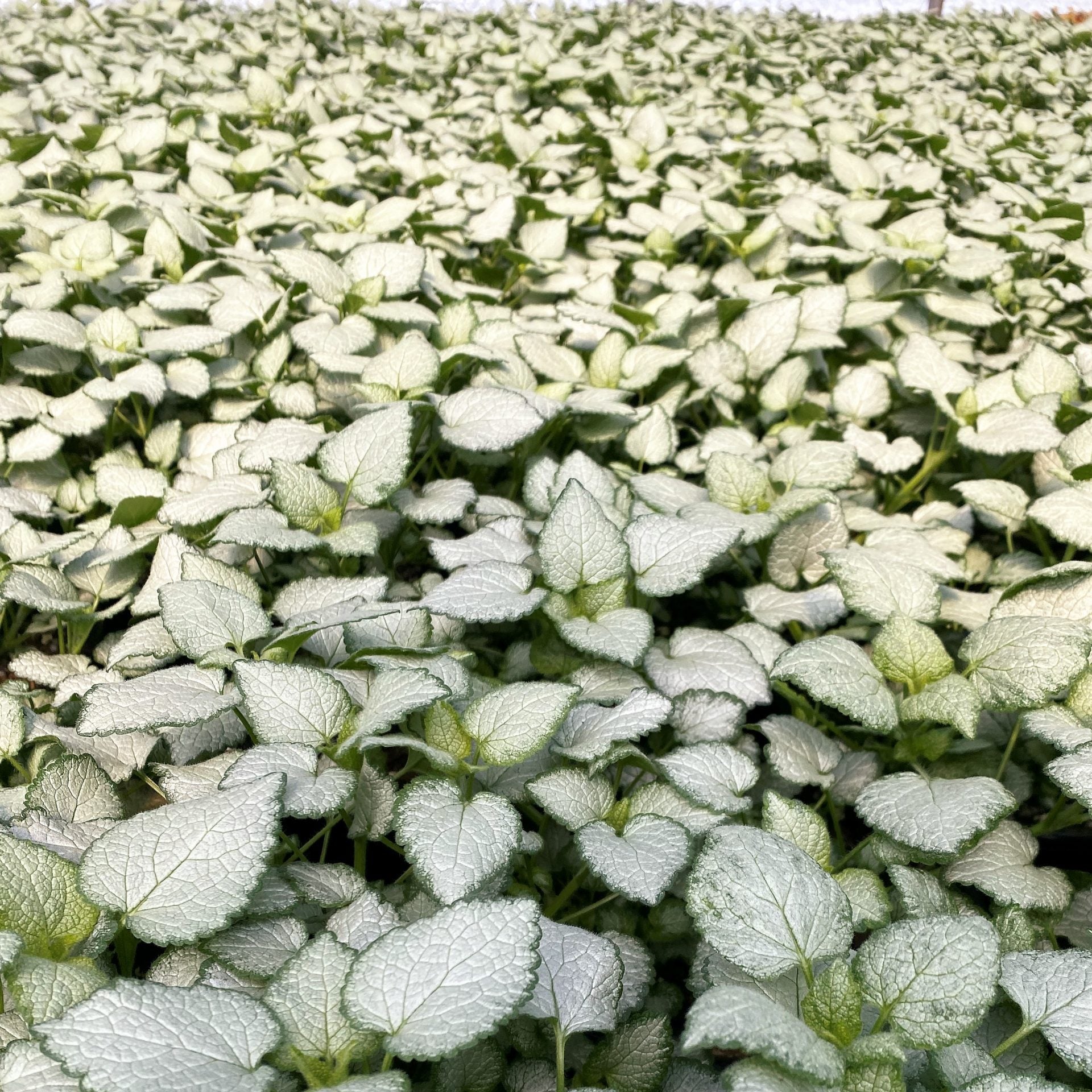 Lamium maculatum Beacon Silver 1G