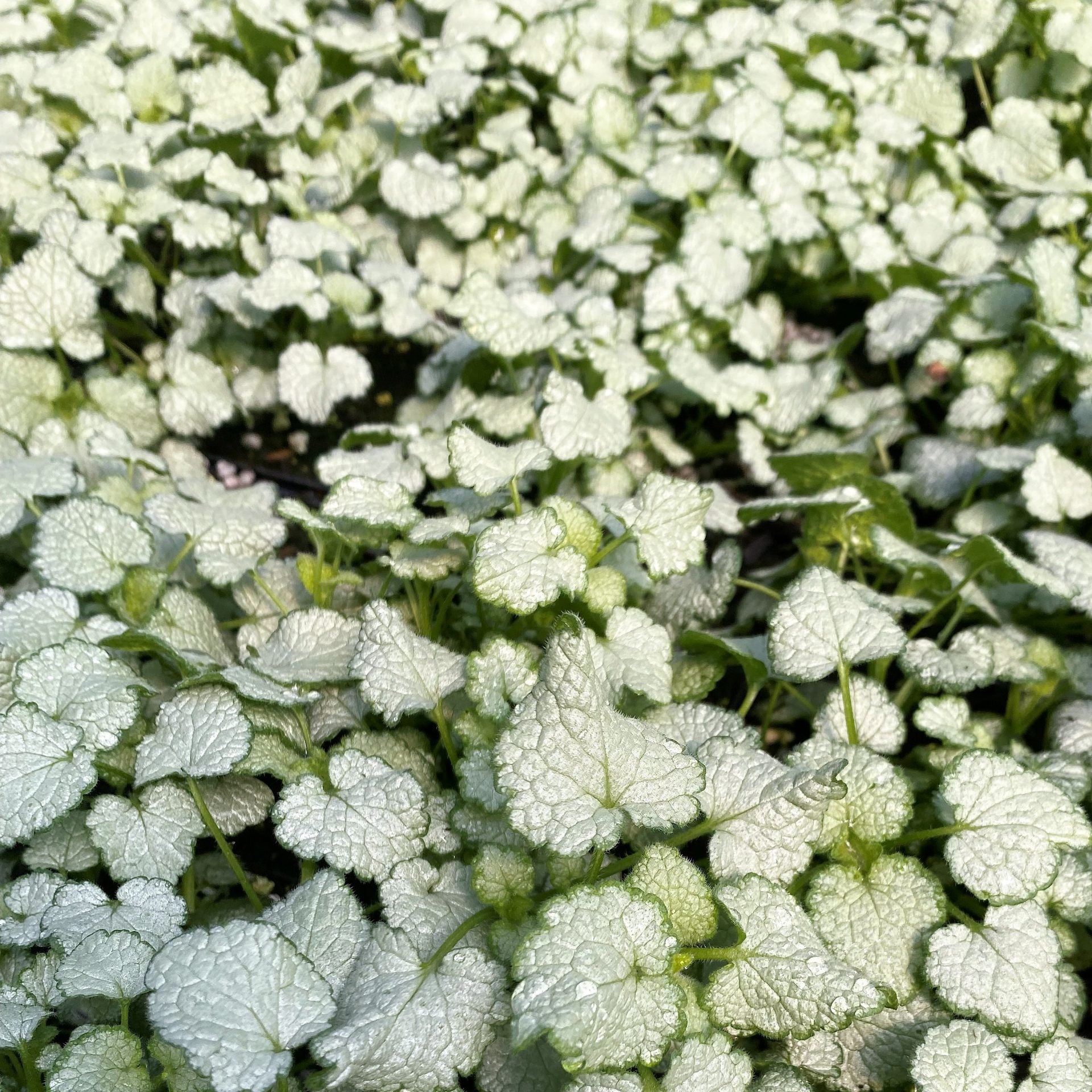 Lamium maculatum White Nancy 1G