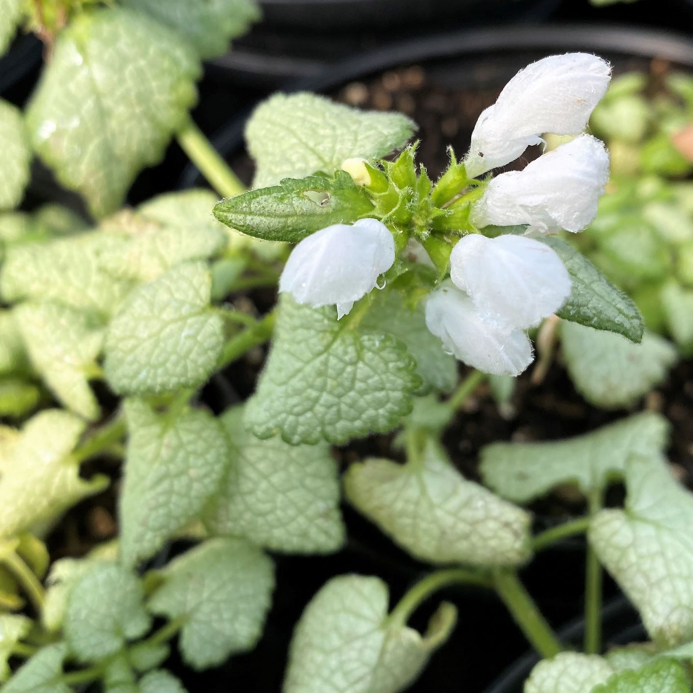 Lamium maculatum White Nancy 1G