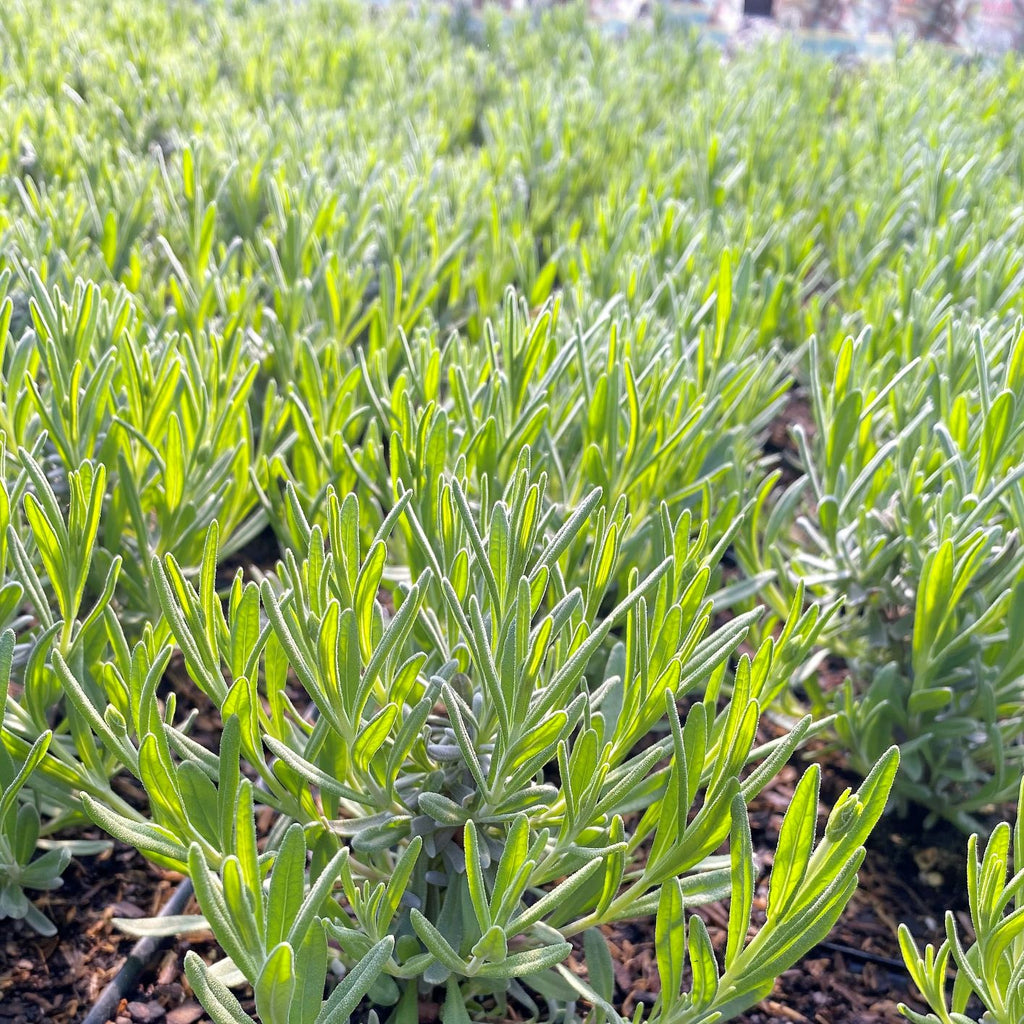 Lavandula Superblue 1G