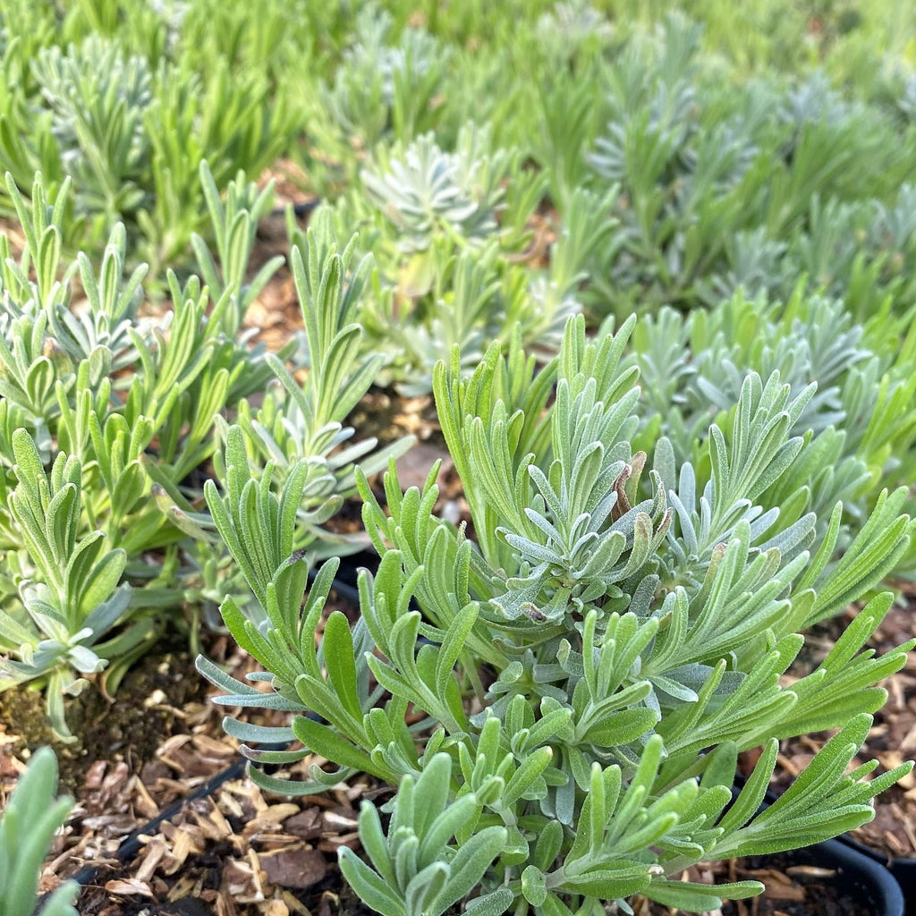 Lavandula Superblue 1G
