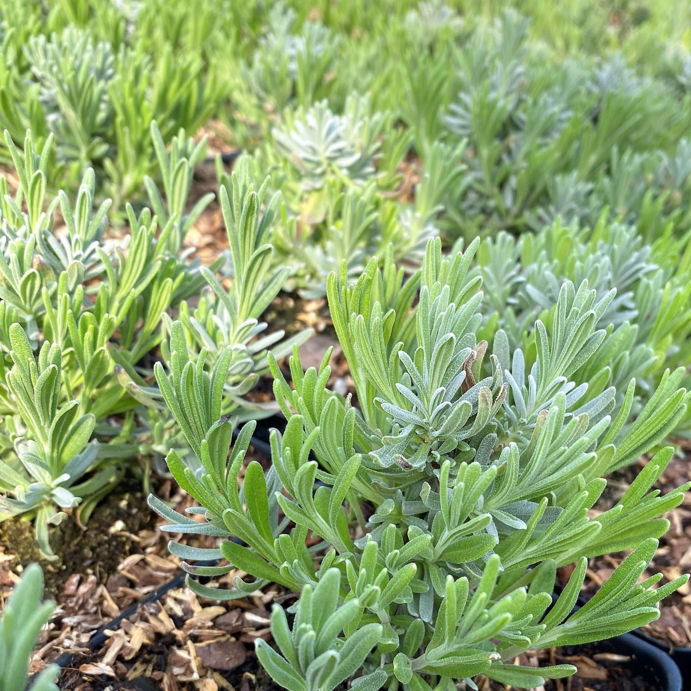 Lavandula Superblue 1G