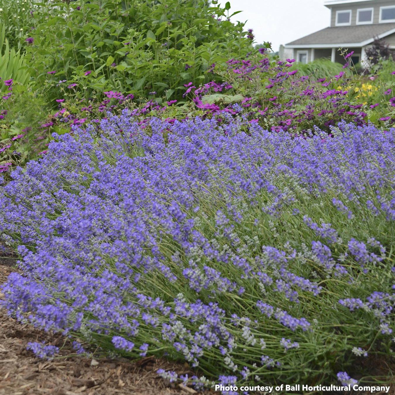 Lavandula angusifolia Blue Cushion 1Q