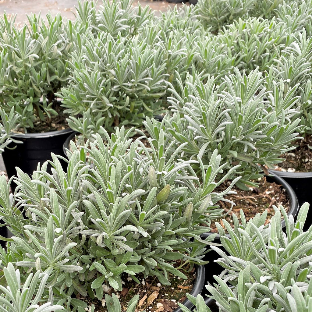 Lavandula x intermedia Grosso 3.25"