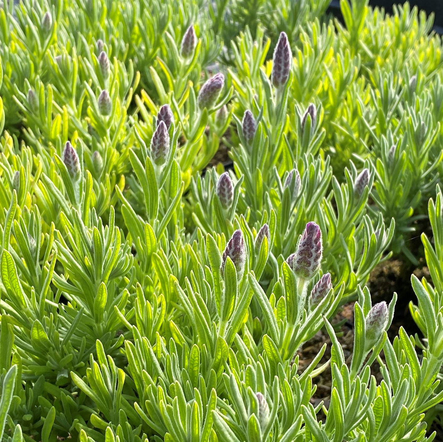 Lavandula Grosso 1G