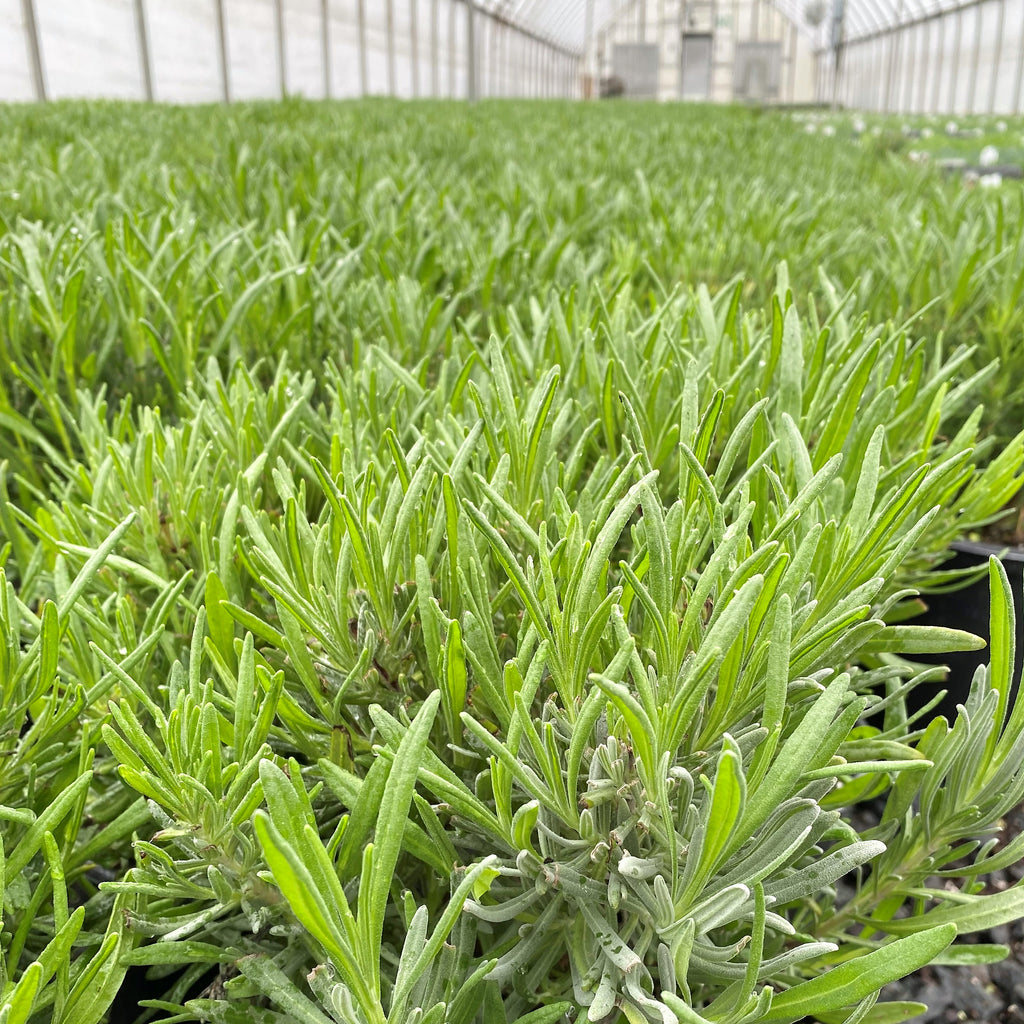 Lavandula x intermedia Provence 3.25"