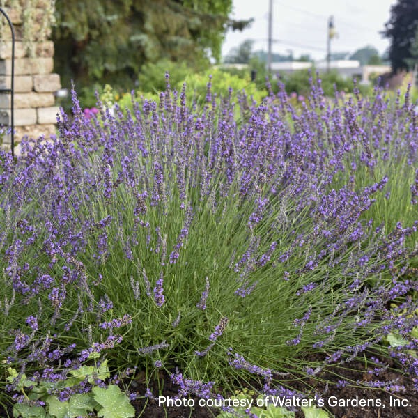 Lavandula x Phenomenal 1G